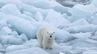 Видео: Ледениот, чист и прекрасен Арктик!  