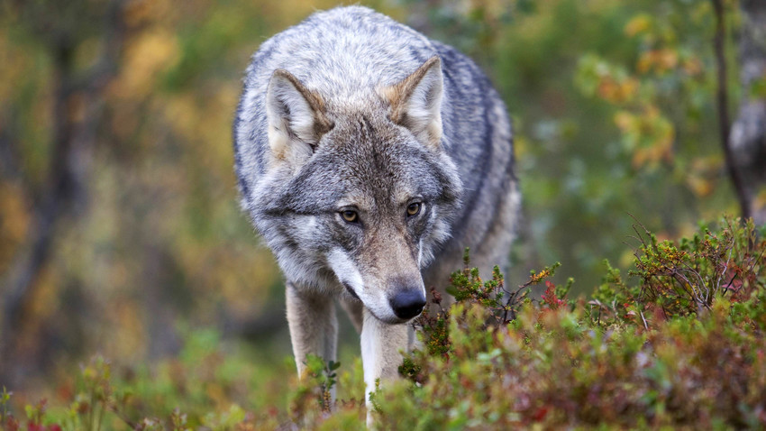 Kavkaski vukovi nisu toliko agresivni kao što se misli. To pokazuje i primjer Jasona Badridzea.