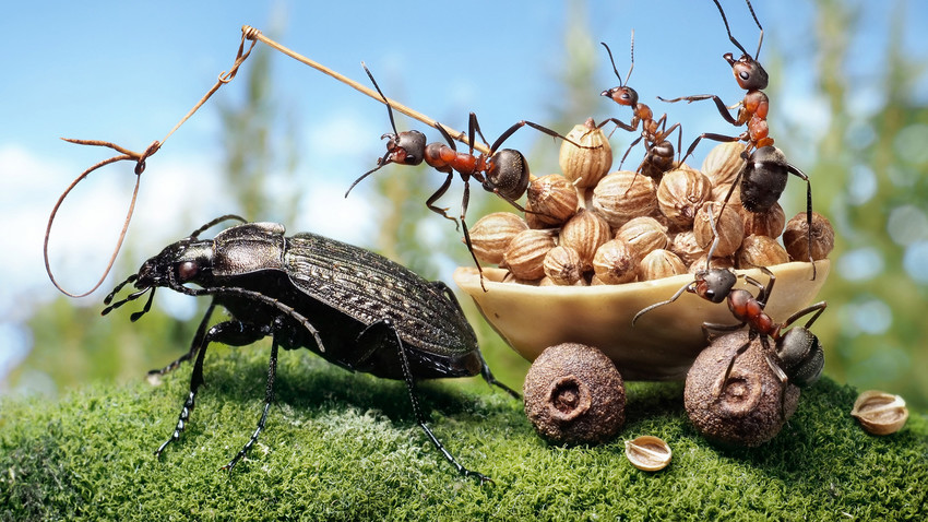 Insect antics: Russian photographer snaps stunning pics of complex ...