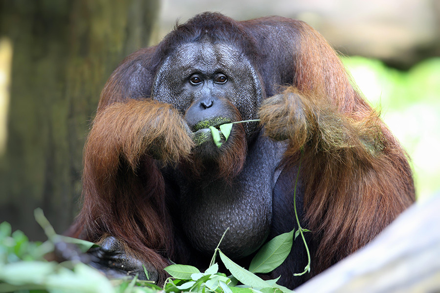A principios de 1960, un orangután macho se escapó de su jaula y empezó a asustar a los otros habitantes de la zona de primates. 