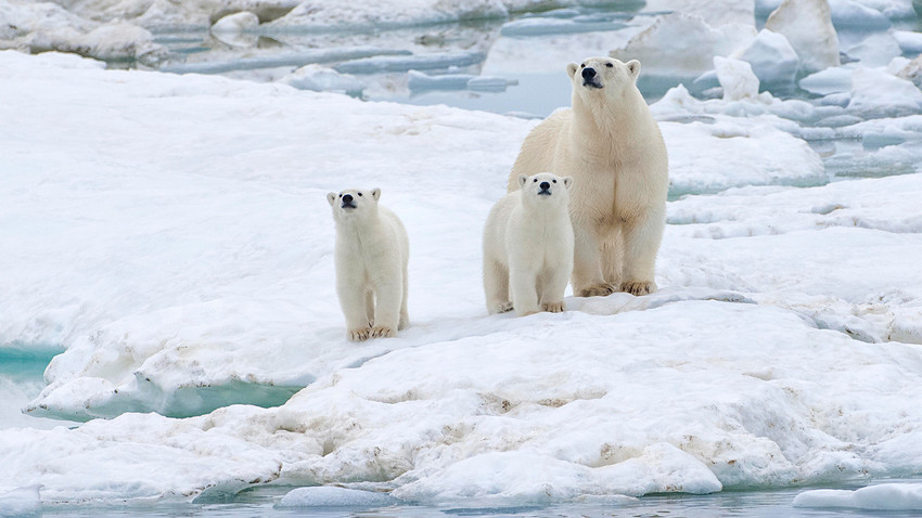Polarni medvjed (Ursus maritimus) s mladuncima na santi leda u blizni Wrangelovog otoka, koji se nalazi na UNESCO-vom popisu mjesta svjetske baštine. Dalekoistočni savezni okrug.
