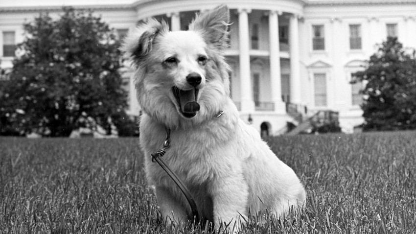 The Soviet dog Pushinka, full of grace and dignity, yawns in front of the White House.