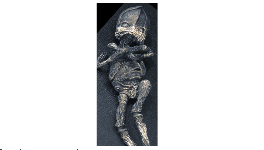 Replika domnevnega telesa nezemljana Aljošenke.