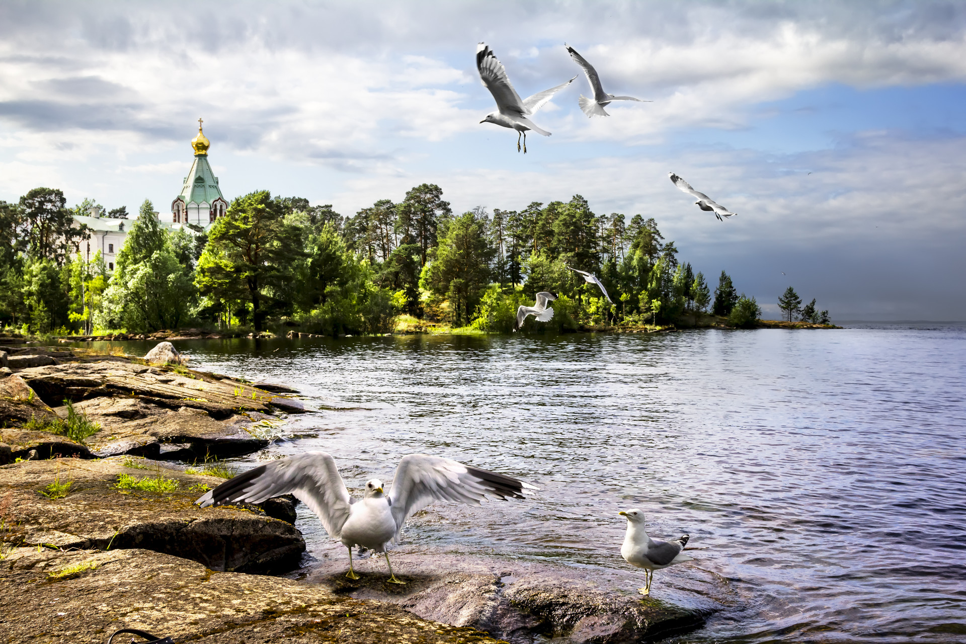 Burung camar di Pulau Valaam, Rusia bagian utara.