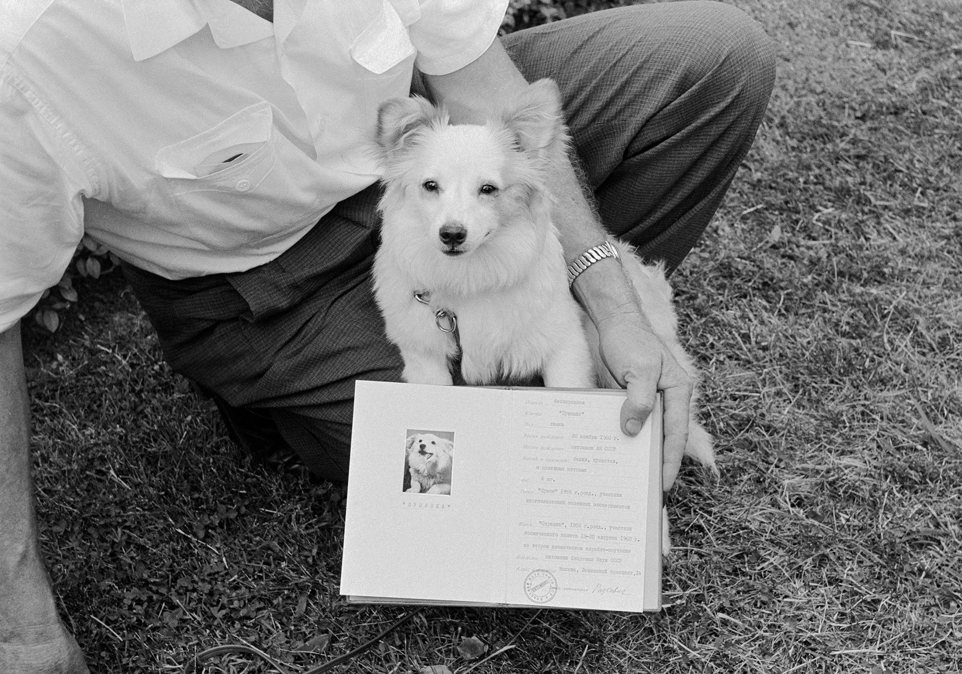 Pushinka with her Russian passport (yes, she had one!) soon after her arrival to the U.S.