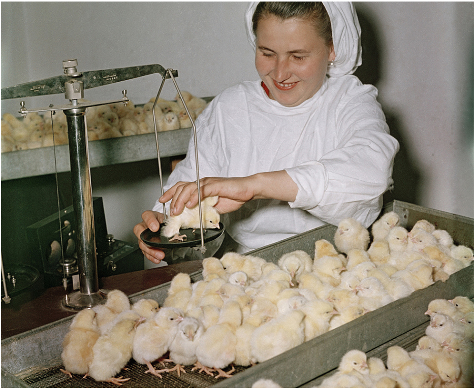 Inkubator za piščance v kraju Južno-Sahalinsk na vzhodu Rusije