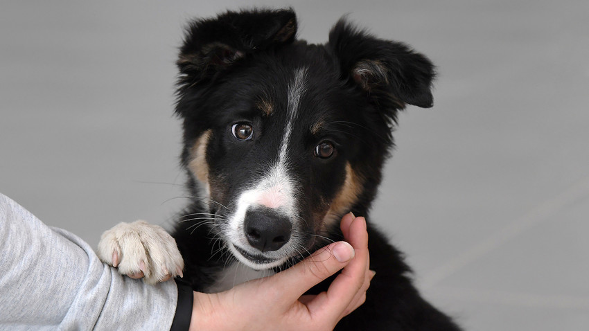 Onde comprar um filhote de Border Collie?