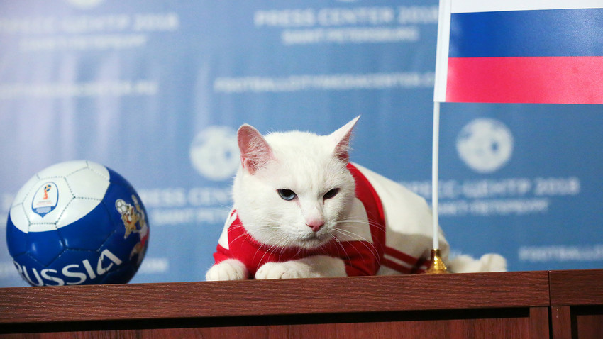 Achiless, kucing peramal dari Hermitage Sankt Peterburg.