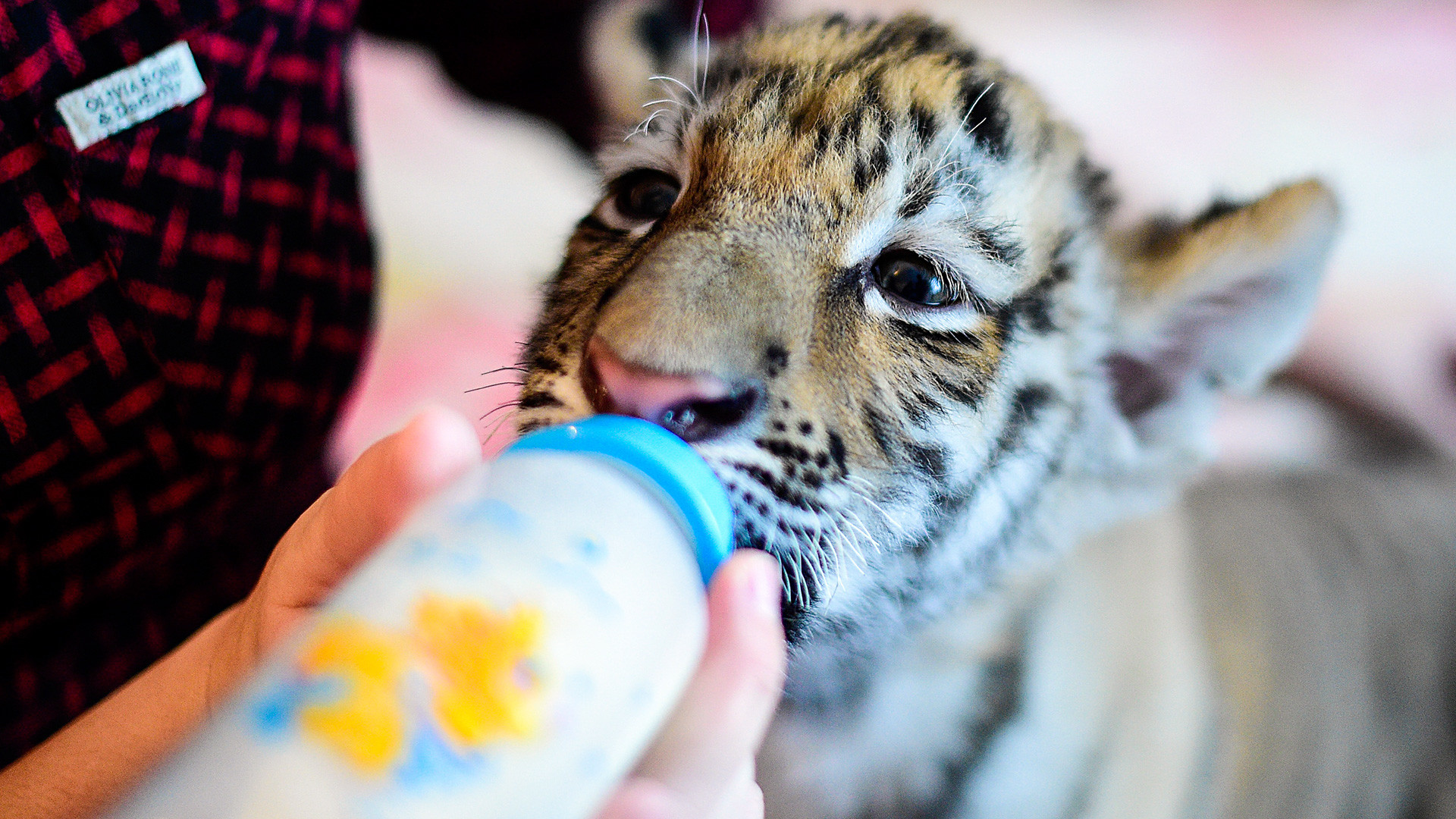 Dokter hewan Vasilina Tataurova memberi makan Sherkhan, seekor anak harimau Siberia berusia dua bulan, di rumahnya di desa Shkotovo. Sherkhan lahir pada September 2016 dari pasangan harimau Siberia Amur dan Ussuri di Taman Safari Primorye.