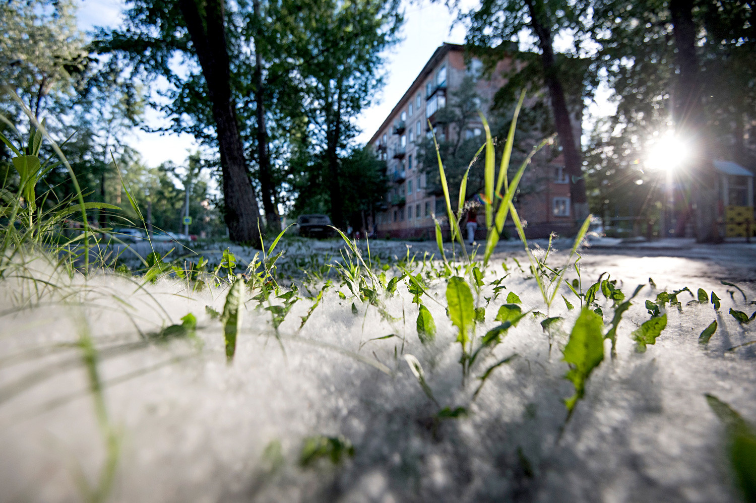 Poplar fluff in a 'khrushchevka' courtyard