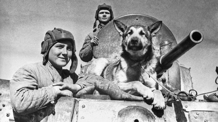 Cuando los perros fueron héroes de la Segunda Guerra Mundial - Russia  Beyond ES