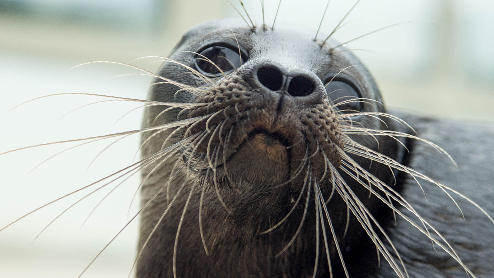 今日一番のカワイイ！！アザラシのクローシク - ロシア・ビヨンド