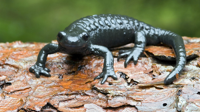 Ao contrário das salamandras, os seres humanos não são capazes de regenerar um membro após uma lesão