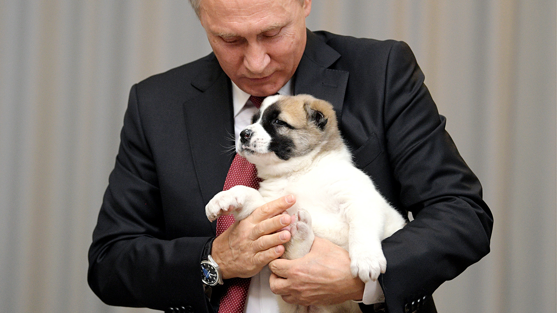 Presiden Rusia Vladimir Putin menggendong seekor anak anjing yang diberikan Presiden Turkmenistan Gurbanguly Berdimuhamedow sebagai kado ulang tahunnya.