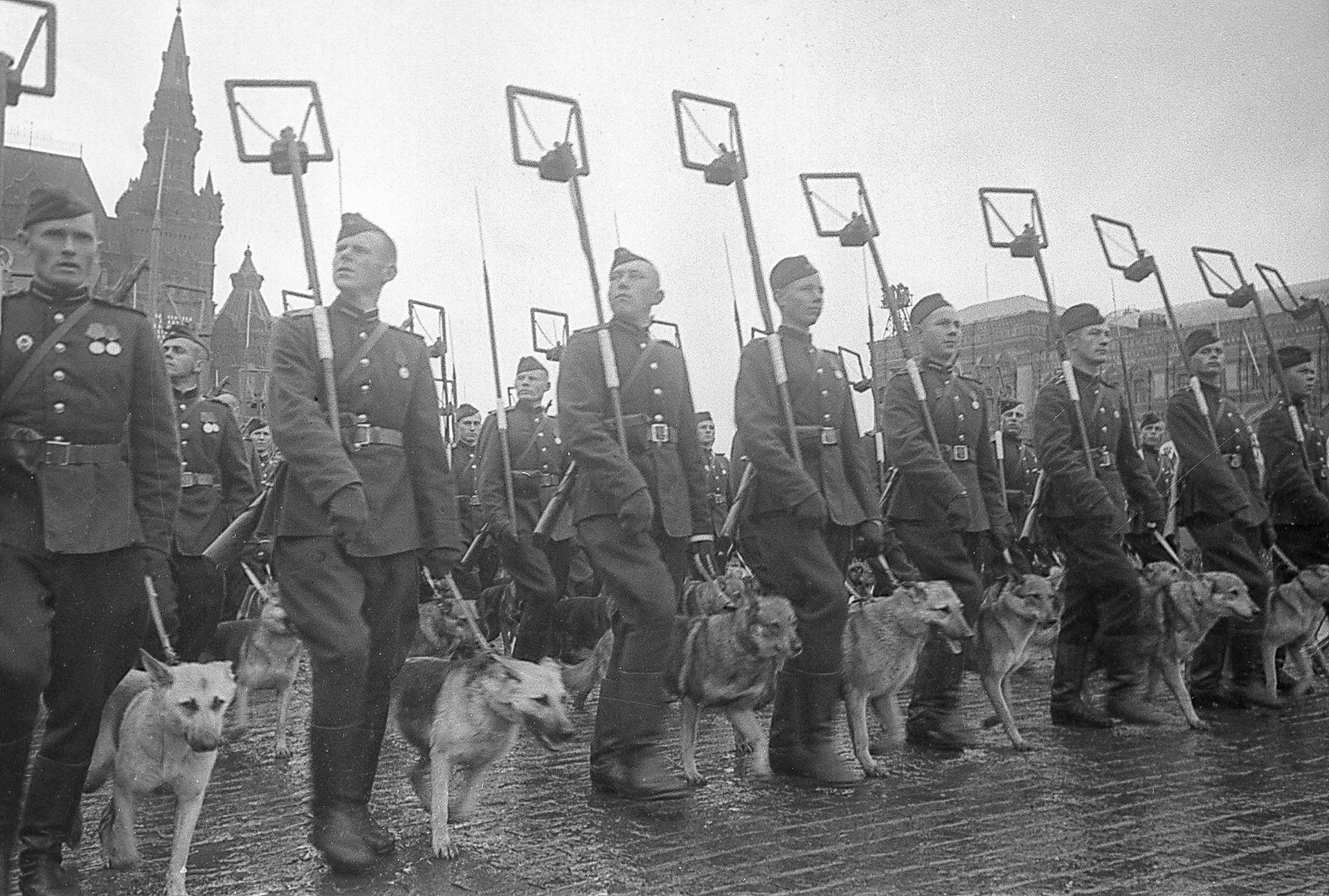 Припадници минерске службе са псима на Паради Победе на Црвеном тргу, Москва.