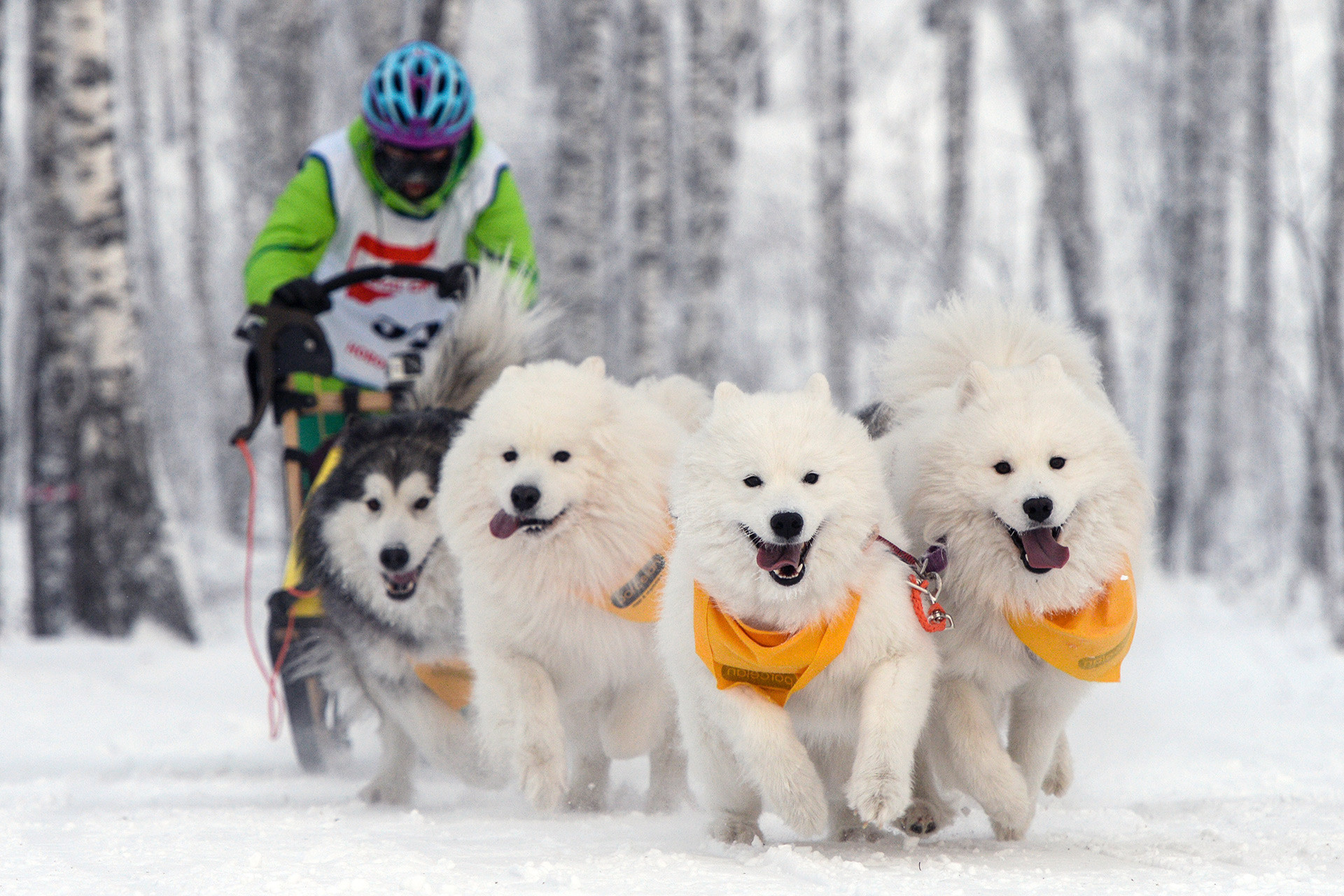 ノヴォシビルスクで行われた犬橇の大会の参加者。