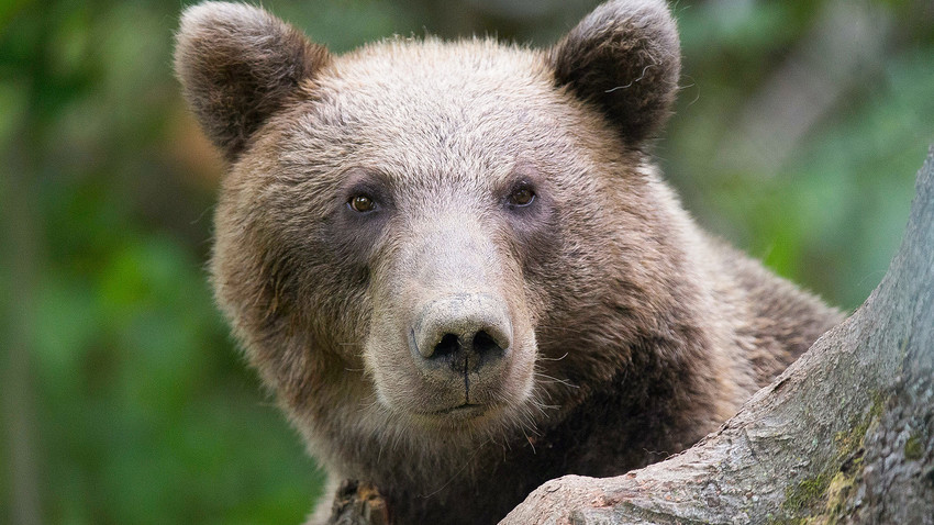 Ursos-pardos podem ser encontradas no leste da Sibéria, Iakútia, Cordilheira de Altai e norte da Mongólia