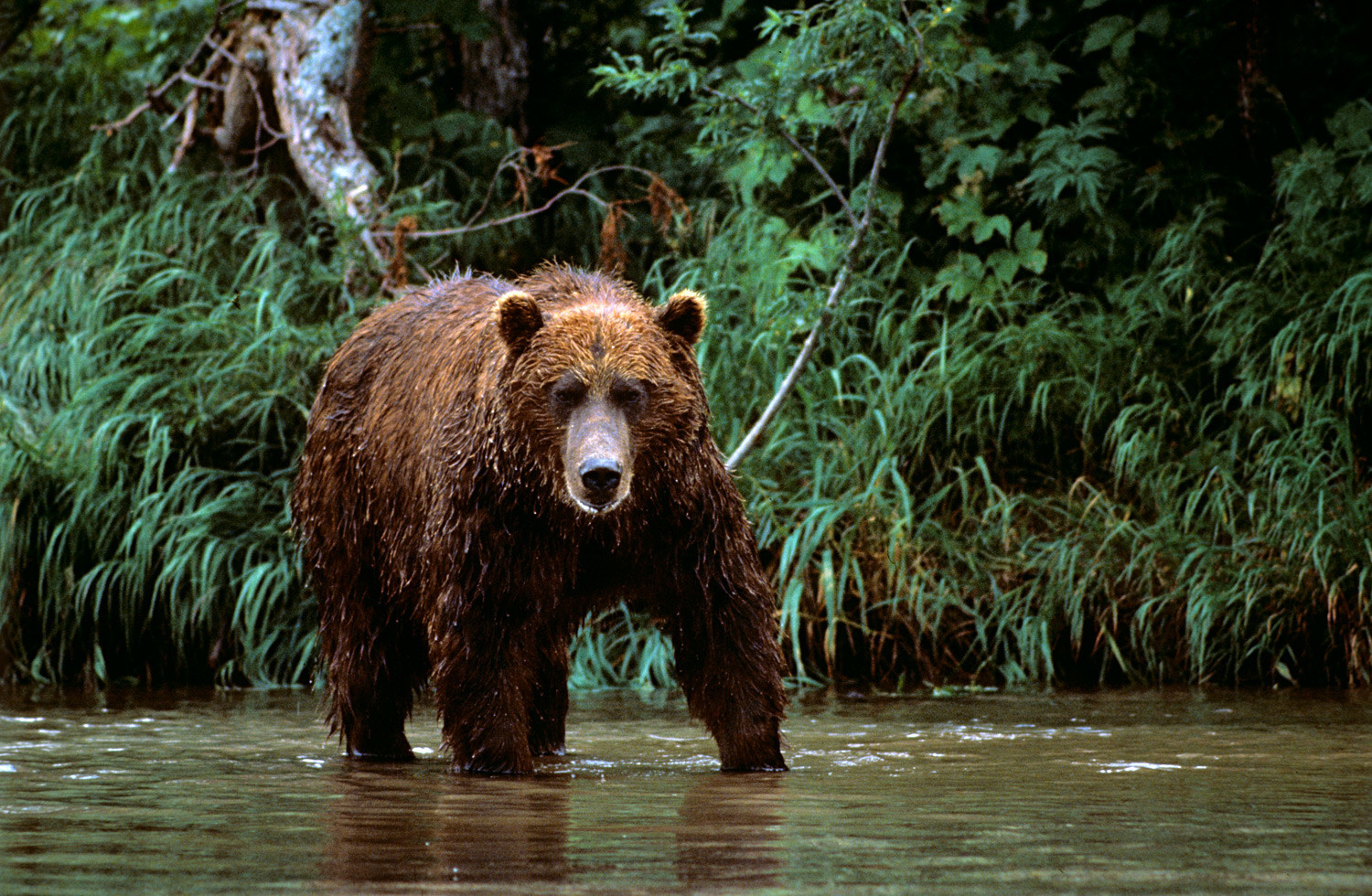 Beruang di Kamchatka Selatan.