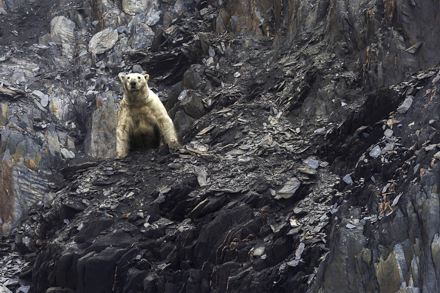 Seekor beruang kutub di Teluk Draga di Pulau Wrangel di Daerah Otonomi Chukotka.