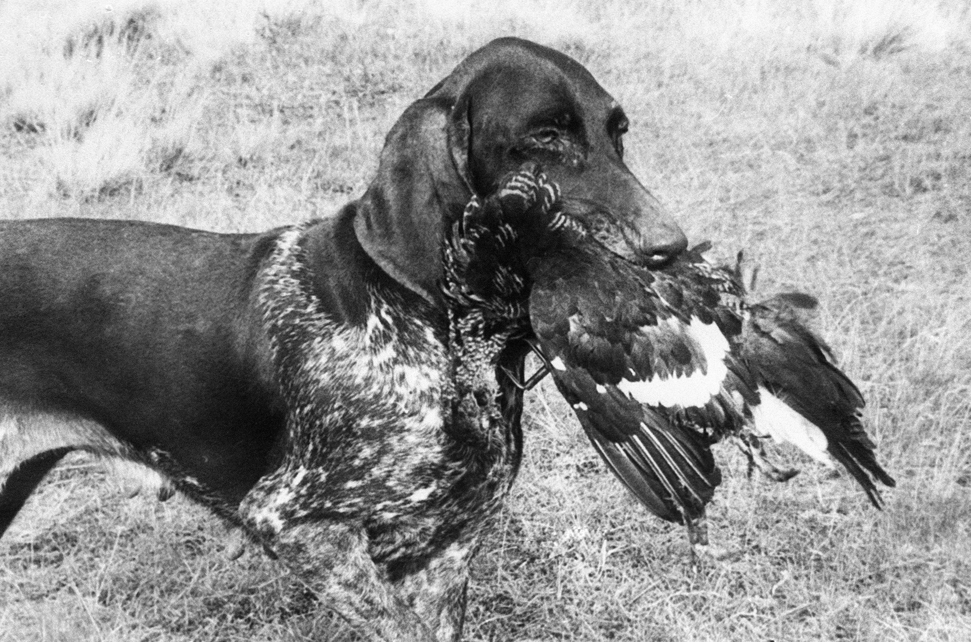 Njemački kratkodlaki ptičar u zubima nosi odstrijeljenu pticu na 24. moskovskoj izložbi lovačkih pasa.