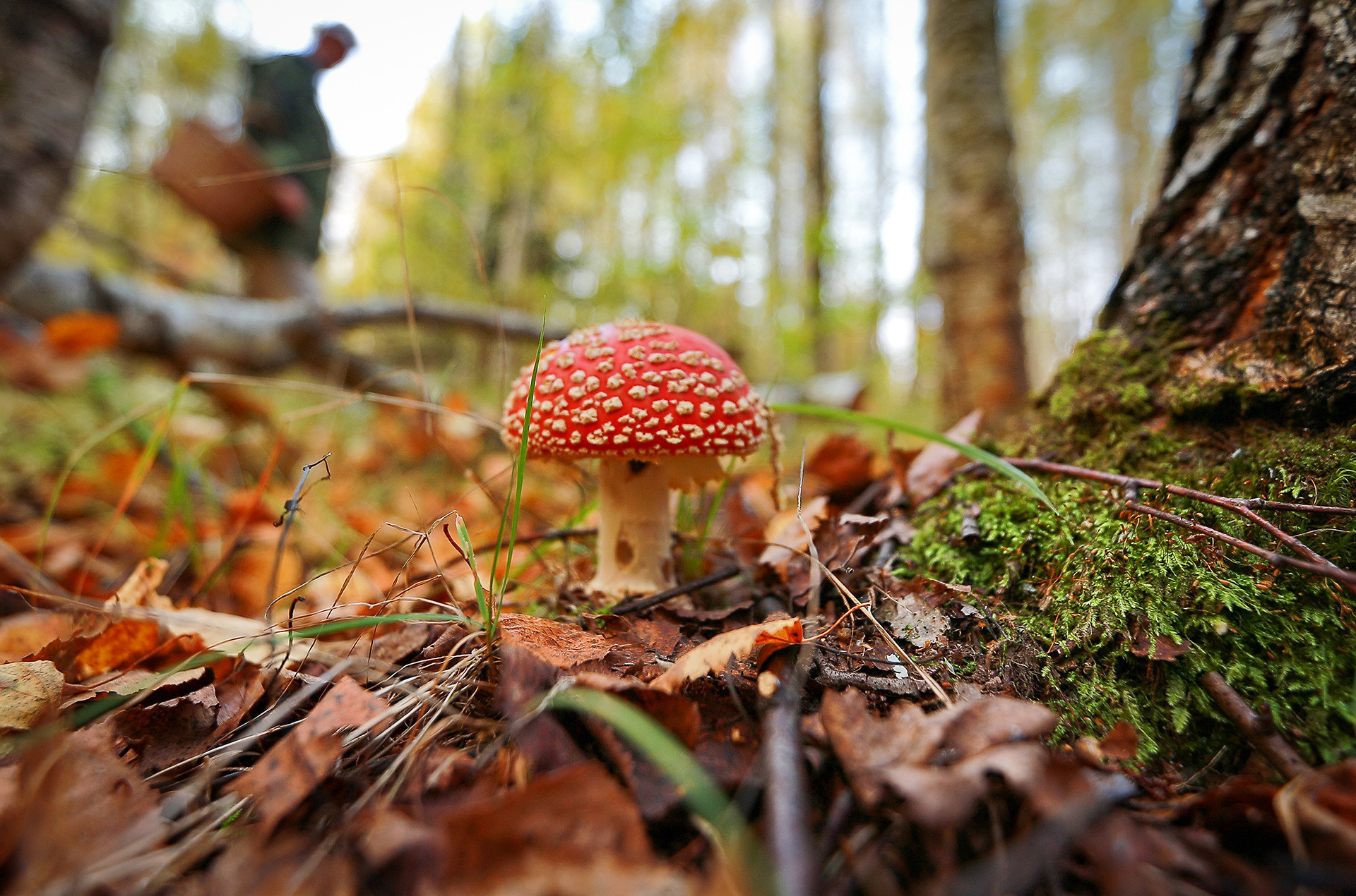 Agaric terbang, salah satu jenis jamur paling beracun di Rusia. Jangan memakannya!