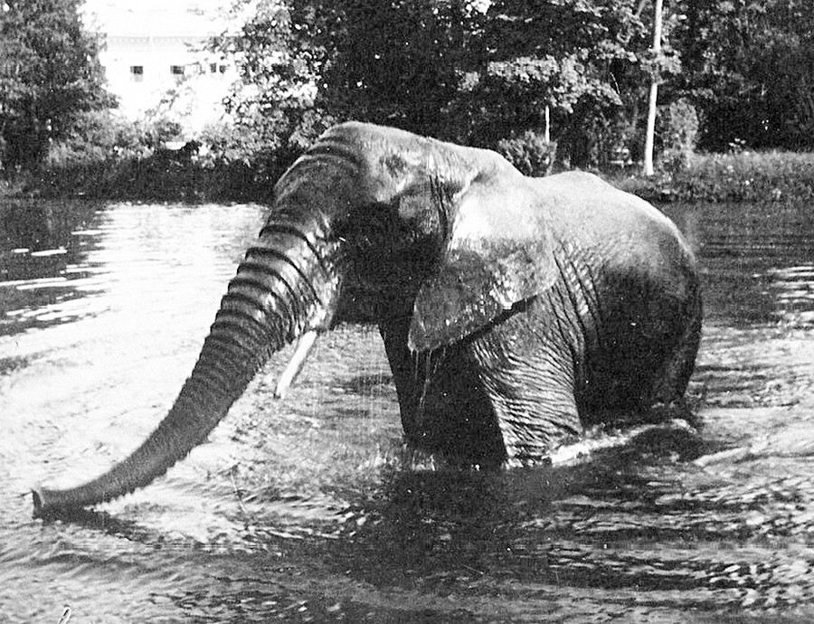 Elefante se banha em Tsarskoie Selo.