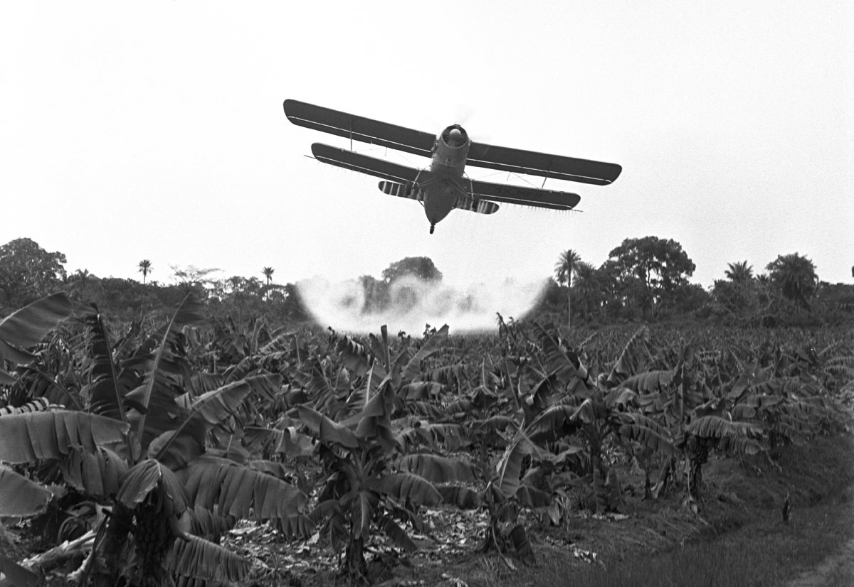 1962年6月30日。キンディアでバナナの畑の受粉を行なっているソ連の飛行機、An-2。