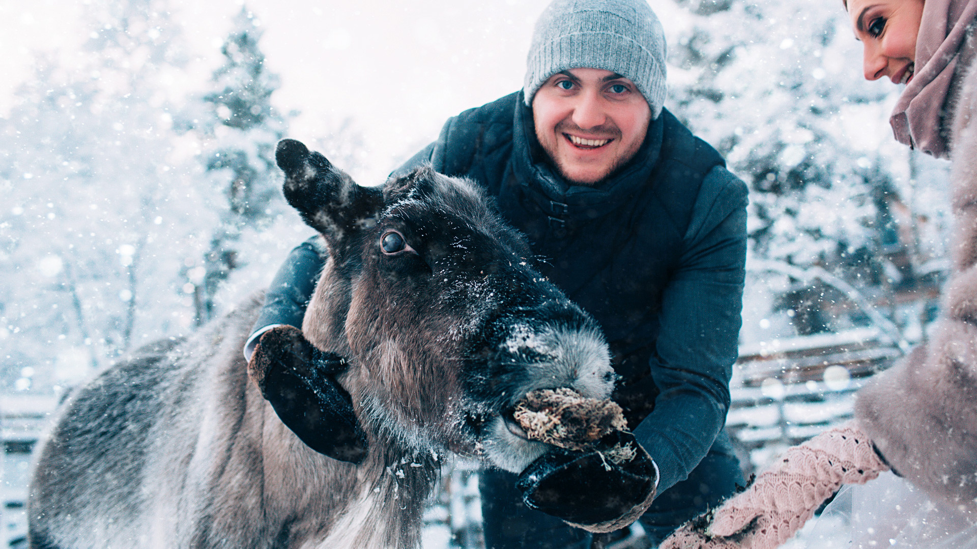Svetlana and Sergey feed the reindeer at a farm just outside of the Kola Peninsula in Murmansk, Russia