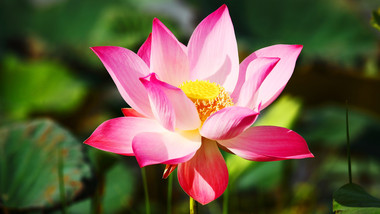摘んではいけない魅力的なロシアの花10選