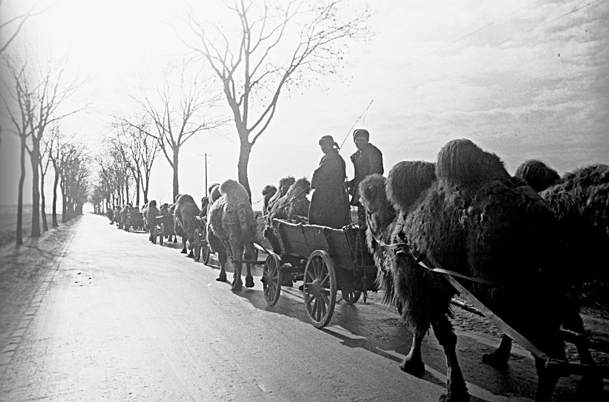 ラクダが運ぶ荷車。ベルリン付近。大祖国戦争（1941-1945 ）。