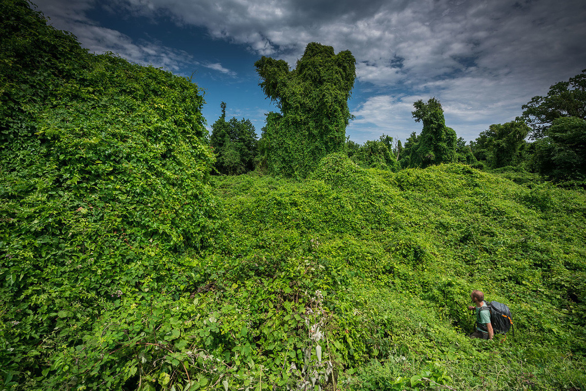 Samur vine forest