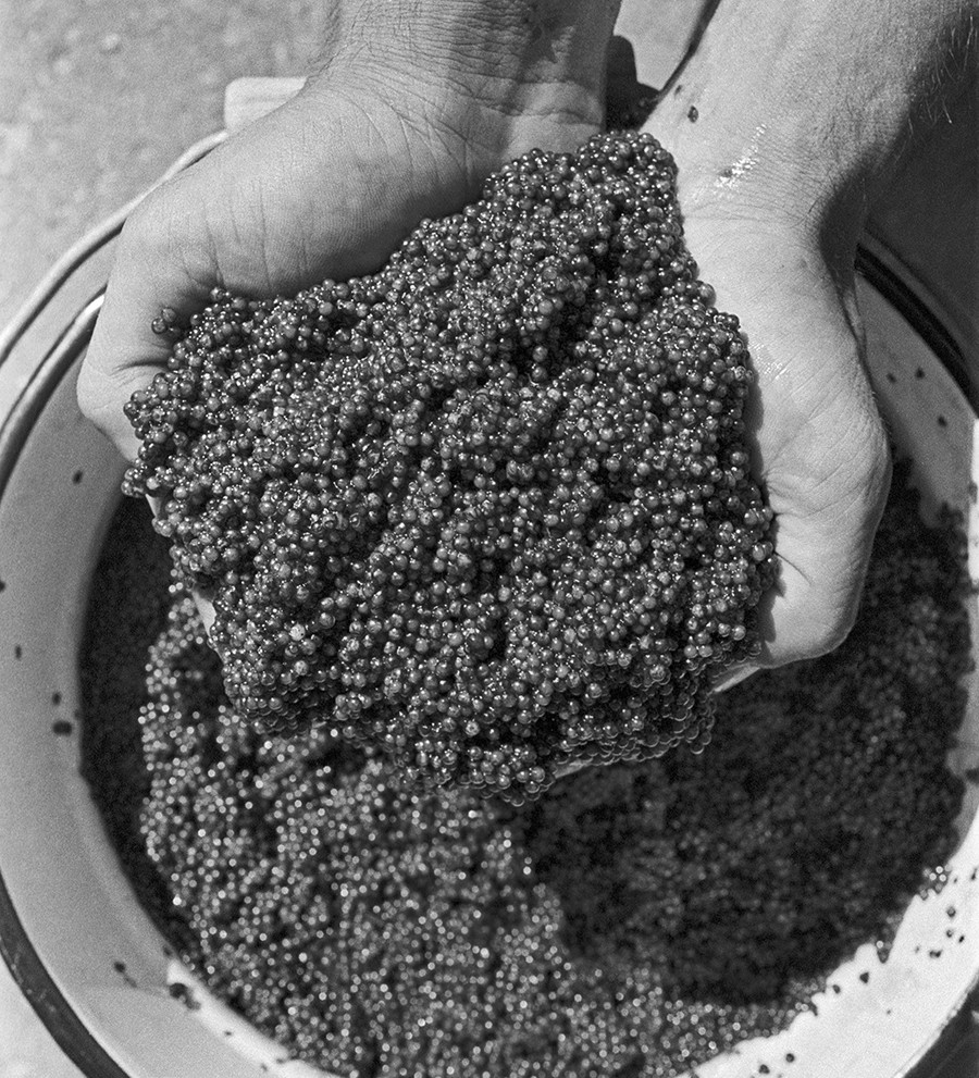 Black caviar seized from poachers