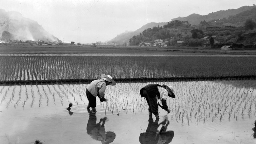 Velike zemljiške reforme so po drugi svetovni vojni uvedli tudi na Japonskem. Tale fotografija prikazuje riževo polje v Kočiju leta 1955.