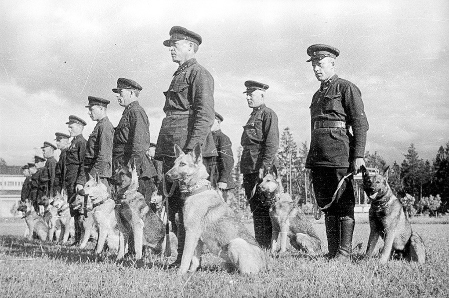 Cães no Exército Vermelho