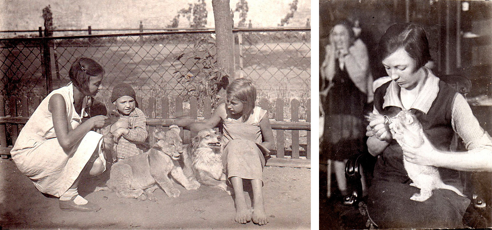 左：モスクワ、1935年、夏。ソ連の児童文学作家、	自然主義者ヴェーラ・チャプリナさん(1908 – 1994)、子ライオンのキヌーリとペリ。右：ヴェーラ・チャプリナさんが自宅で子ライオンのキヌーリに餌を挙げている。
