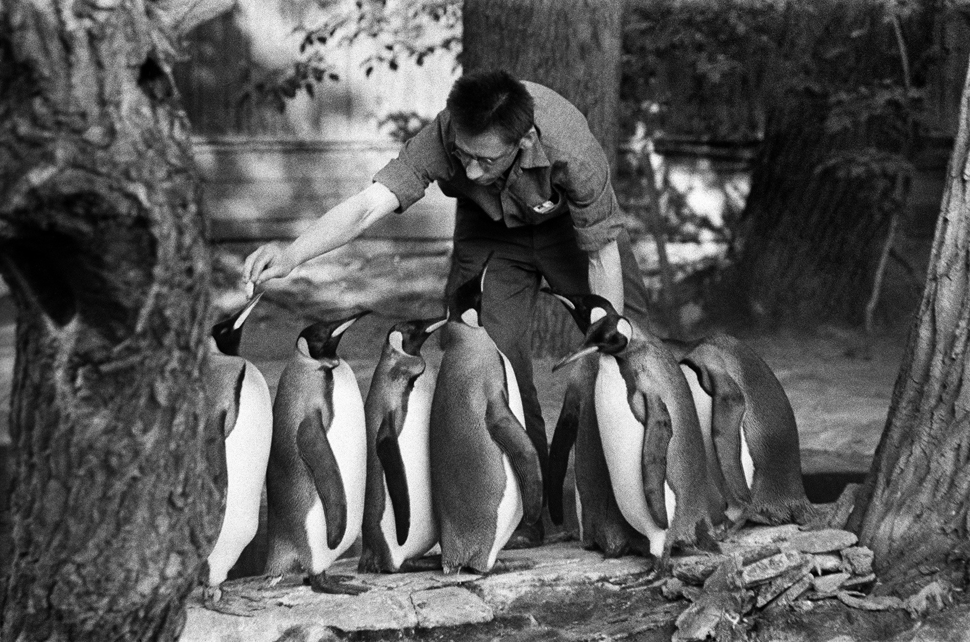 モスクワ動物園で餌を食べているロイヤルペンギン。1971年。