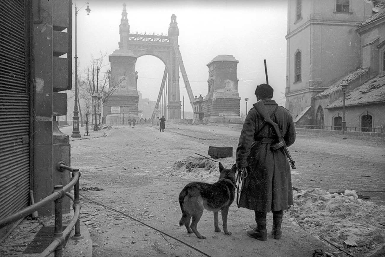 Припадник на единиците за отстранување мини со куче пред верижен мост во Сечењ, Будимпешта/Евгениј Халдеј