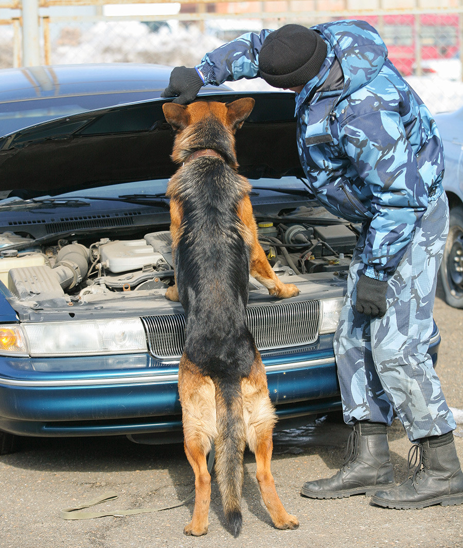 Кинолог са службеним псом на такмичењу у откривању наркотика у лаким транспортним возилима на шампионату Сибирске царинске управе.у различитим кинолошким дисциплинама.