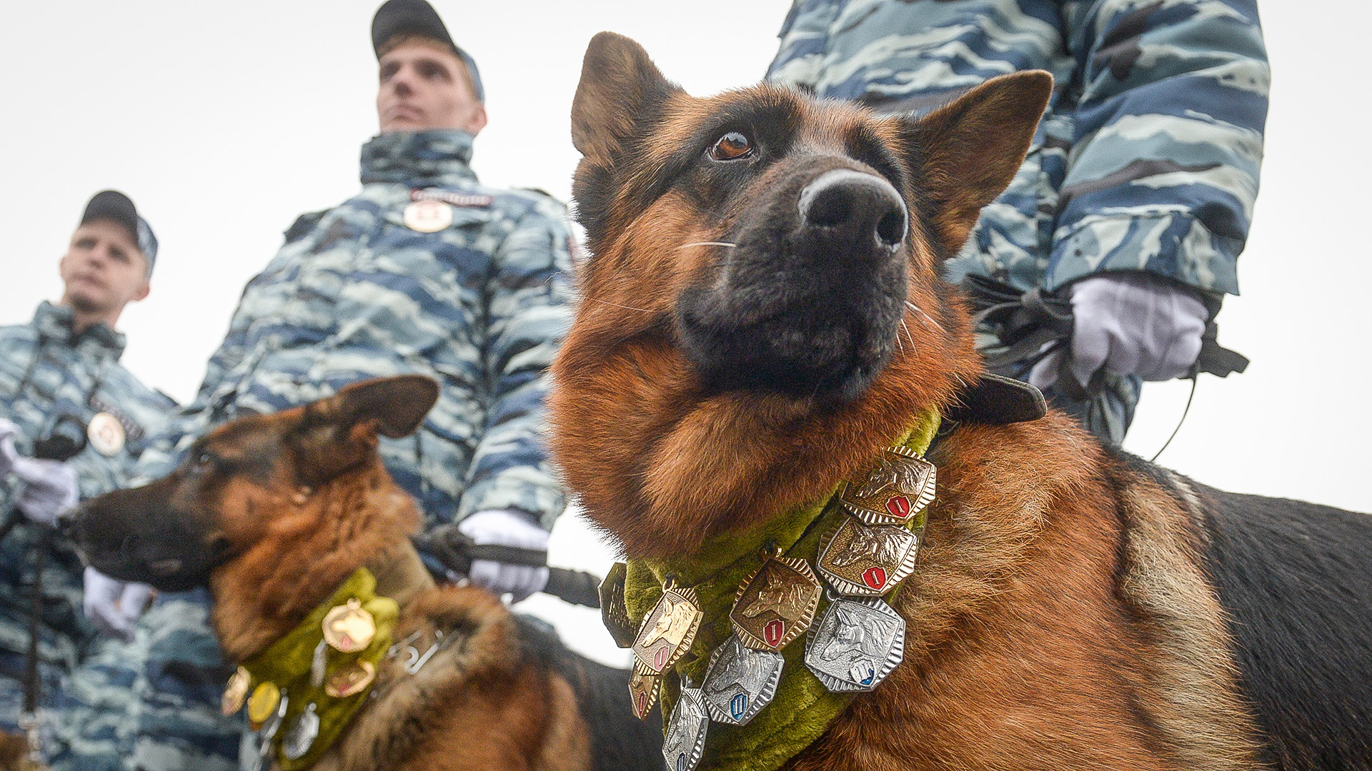人類の最良の友：ロシアの警察犬と軍用犬（写真特集） - ロシア・ビヨンド