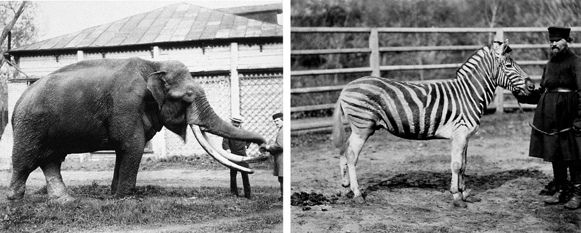 Elefante asiático doado pelo tsar Aleksandr 2°, Zebra doado pelo líder egípcio.