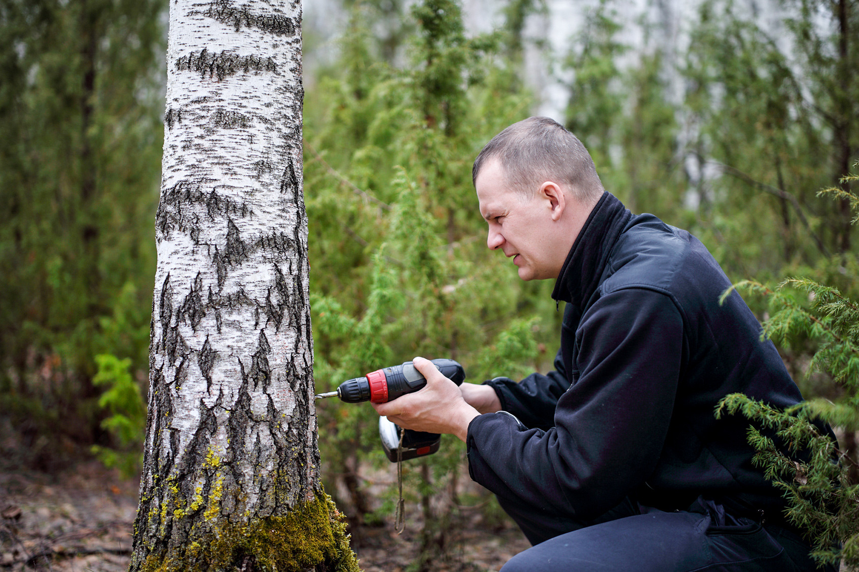 Birch sap: how to extract and use it