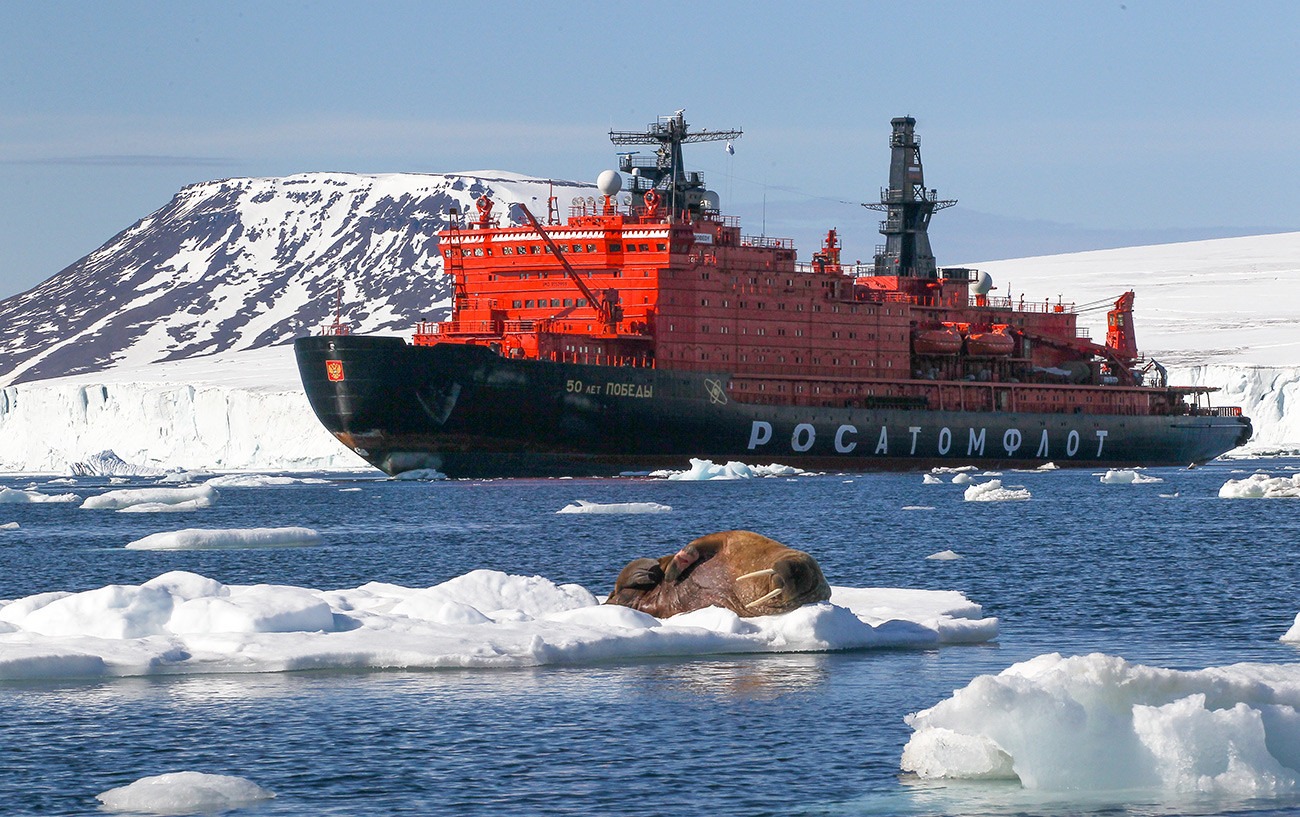 A walrus on an ice floe off the shore of an island of the Franz Josef Land archipelago.