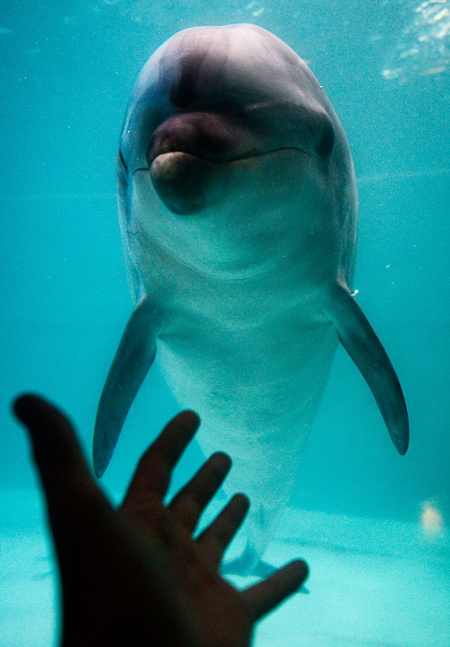 Ако сретнете делфина будите опрезни – то може (а можда и не може) бити руски агент.