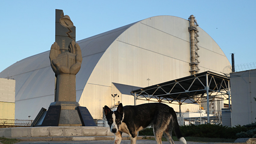 Куче-скитник пред новиот објект со кој е покриен реакторот бр. 4 во Чернобилската АЦ. 18 август 2017. Во зоната на отуѓување има околу 900 кучиња-скитници. Ветеринарите и стручњаците за радијација врз нив вршат истражувања. Кучињата носат ремени со предајници за регистрирање на нивото на радијација.