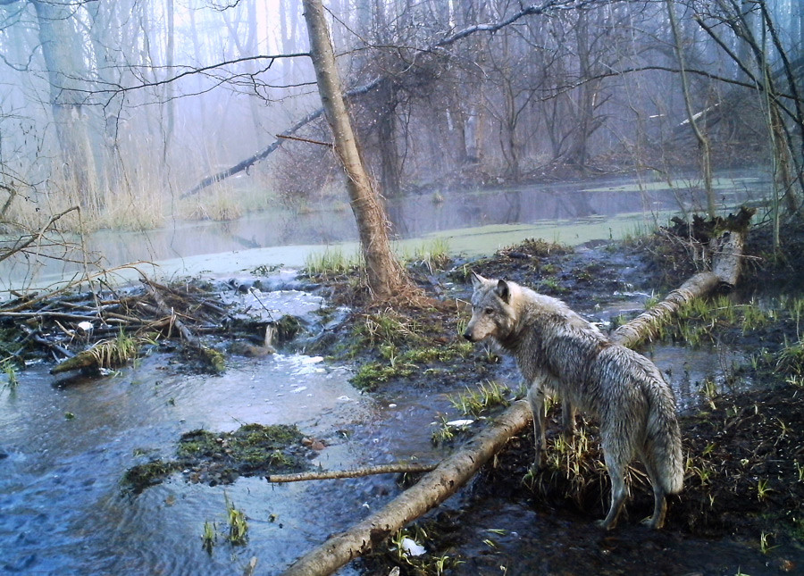 A wolf in a wild wood in Ukraine's Chernobyl, April 2012.