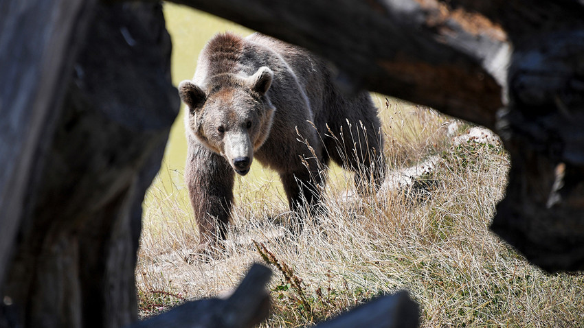Bears happen to attack people but if this story is true it is a very rare case.