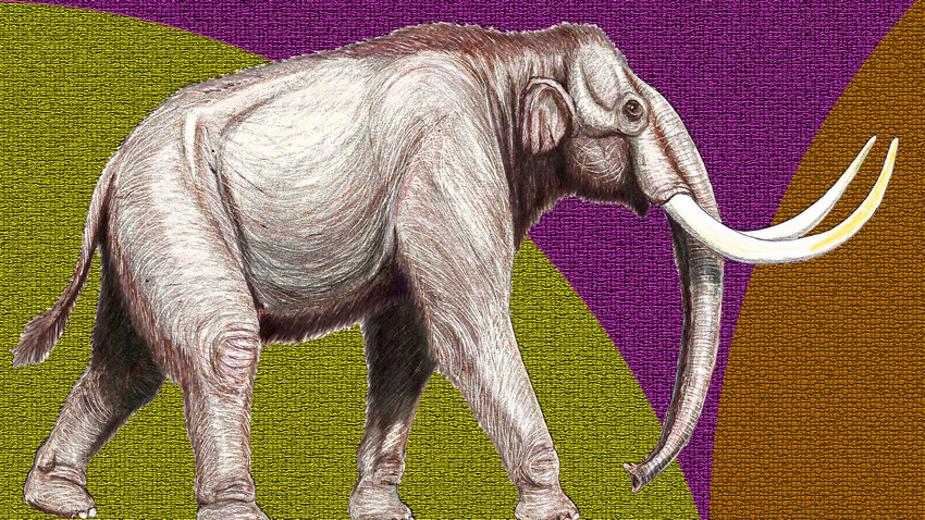 Mammuthus trogontherii (степски мамут)