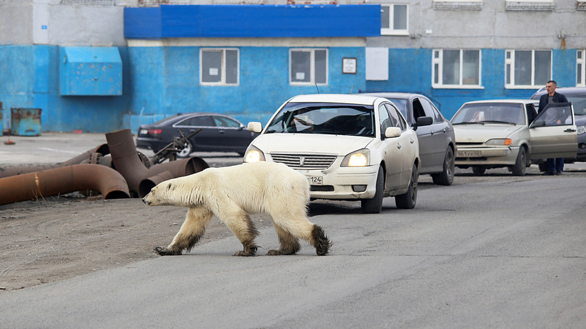Бели медвед у шетњи по Нориљску, 17. јун 2019, Русија.