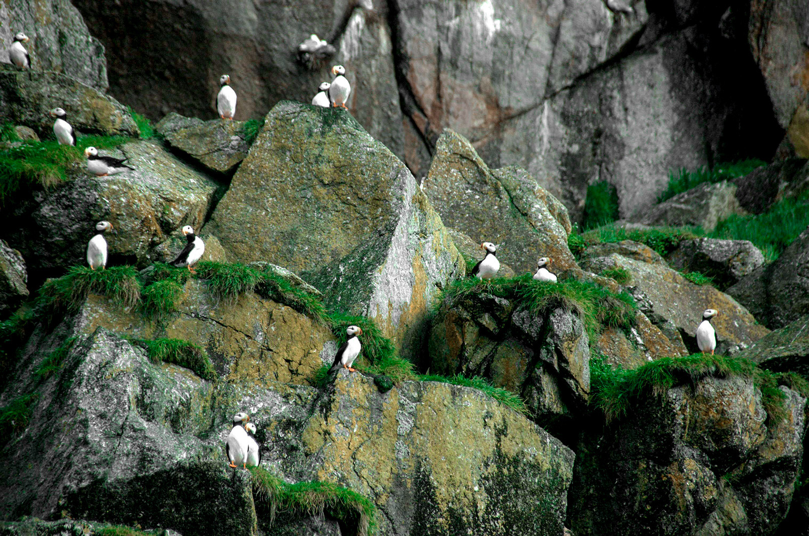 Burung-burung puffin di Pulau Diomede Kecil.