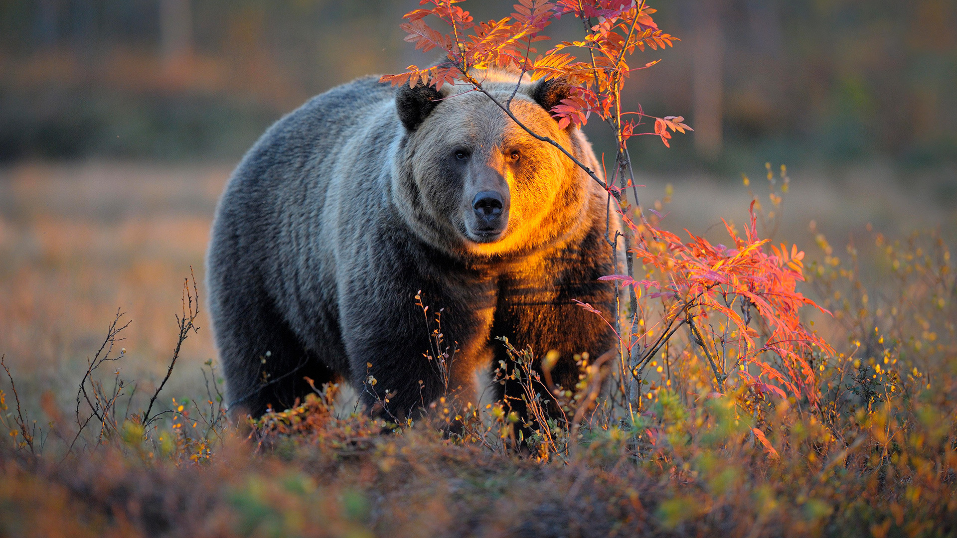 メス熊はわたしを土に埋め 食らいついてきた クマと遭遇し 生き延びた女性たち ロシア ビヨンド